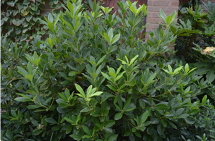 Illicium parviflorum