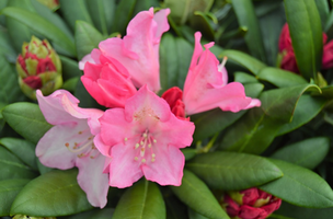 Rhododendron x 'Kalinka'