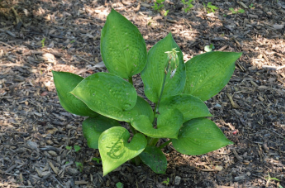 Hosta 'Big Daddy'