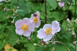 Anemone x hybrida 'Max Vogel'