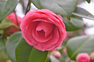 Camellia japonica 'Jerry Hill'