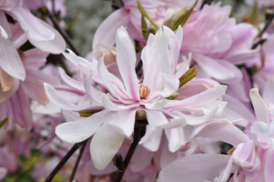 Magnolia stellata 'Chrysanthemumiflora'