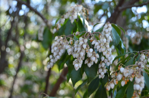 Pieris japonica ‘White Caps’