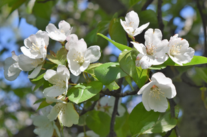 Malus hupehensis