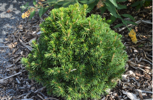 Picea abies 'Tompa'