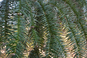 Cunninghamia lanceolata