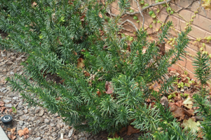 Cephalotaxus harringtonia 'Yewtopia'