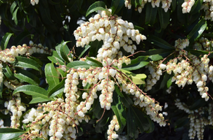 Pieris japonica 'Red Head'