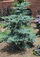 Cedrus atlantica 'Horstmann'