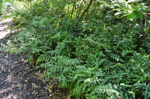 Athyrium niponicum var. pictum 'Applecourt'