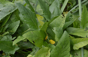 Salvia pratensis