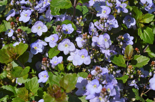 Veronica 'Waterperry Blue'