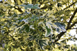 Liquidambar styraciflua 'Silver King'