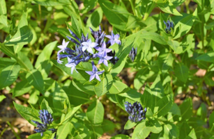 Amsonia 'Blue Ice'