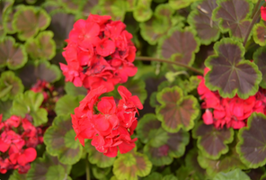 Pelargonium × hortorum