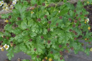 Tanacetum parthenium