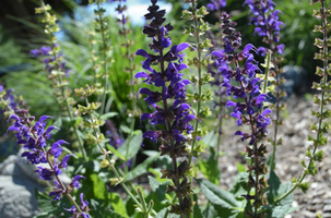 Salvia x sylvestris 'May Night'