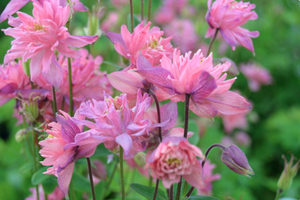 Aquilegia vulgaris 'Clementine Salmon Rose'