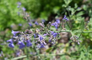 Nepeta 'Six Hills Giant'