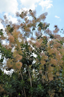 Cotinus coggygria