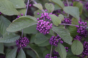 Callicarpa bodinieri var. giraldii 'Profusion'