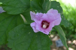 Hibiscus syriacus 'Minerva'