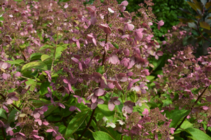 Hydrangea paniculata 'Fire and Ice'