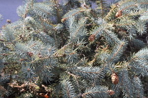 Picea pungens 'Ruby Teardrops'