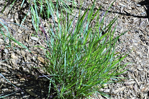 Panicum virgatum 'Cheyenne Sky'