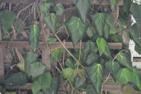 Hedera colchica 'Sulphur Heart'