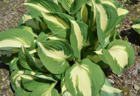 Hosta 'Vulcan'