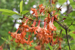 Rhododendron calendulaceum