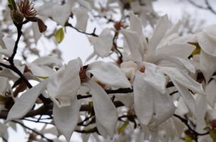 Magnolia salicifolia 'Wada's Memory'