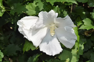 Hibiscus syriacus 'Diana'