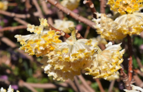 Edgeworthia chrysantha