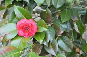 Camellia japonica