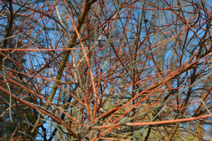 Cornus sanguinea 'Cato'