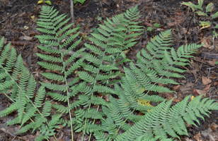 Dryopteris marginalis