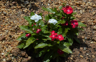 Catharanthus roseus