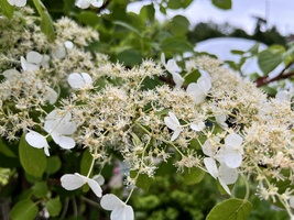 Hydrangea anomala subsp. petiolaris