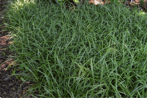 Carex morrowii 'Ice Dance'