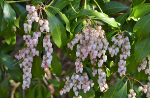 Pieris japonica ‘Daisen’