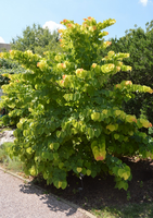 Cercis canadensis 'The Rising Sun'