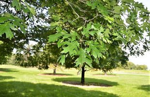 Quercus rubra