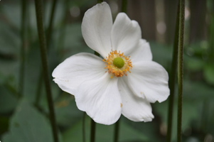 Anemone × hybrida 'Honorine Jobert'