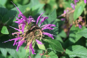 Monarda 'Blaustrumpf'