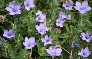 Ruellia humilis