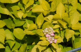 Hydrangea macrophylla 'Yellow Leaf'