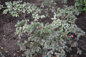 Loropetalum chinense f. rubrum 'Zhuzhou Fuchsia'