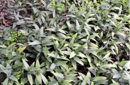 Maianthemum stellatum